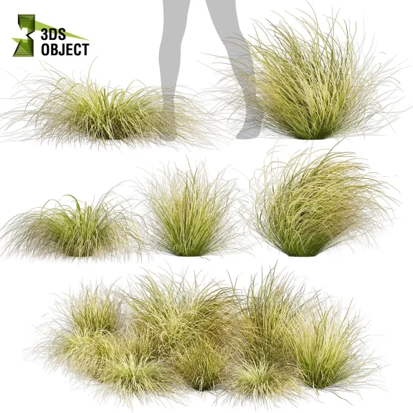 3d grass carex comans pampas autumnalis plant models botanical Visualization Landscape Foliage Vegetation buy purchase Rendering Environment tree Design high low poly switchgrass northwind 3D architectural visualization cinema 4d 3ds max blender enscpae fbx obj Rhino Sketchup lumion