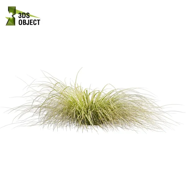 3d grass carex comans pampas autumnalis plant models botanical Visualization Landscape Foliage Vegetation buy purchase Rendering Environment tree Design high low poly switchgrass northwind 3D architectural visualization cinema 4d 3ds max blender enscpae fbx obj Rhino Sketchup lumion