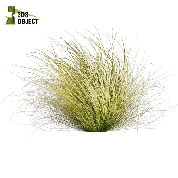 3d grass carex comans pampas autumnalis plant models botanical Visualization Landscape Foliage Vegetation buy purchase Rendering Environment tree Design high low poly switchgrass northwind 3D architectural visualization cinema 4d 3ds max blender enscpae fbx obj Rhino Sketchup lumion