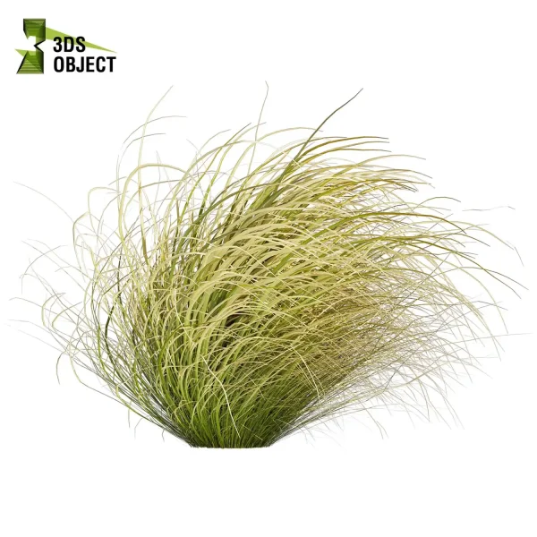 3d grass carex comans pampas autumnalis plant models botanical Visualization Landscape Foliage Vegetation buy purchase Rendering Environment tree Design high low poly switchgrass northwind 3D architectural visualization cinema 4d 3ds max blender enscpae fbx obj Rhino Sketchup lumion