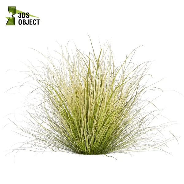 3d grass carex comans pampas autumnalis plant models botanical Visualization Landscape Foliage Vegetation buy purchase Rendering Environment tree Design high low poly switchgrass northwind 3D architectural visualization cinema 4d 3ds max blender enscpae fbx obj Rhino Sketchup lumion