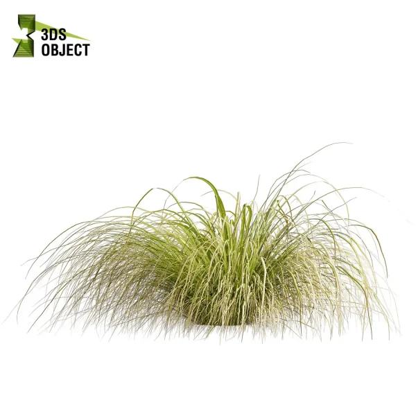 3d grass carex comans pampas autumnalis plant models botanical Visualization Landscape Foliage Vegetation buy purchase Rendering Environment tree Design high low poly switchgrass northwind 3D architectural visualization cinema 4d 3ds max blender enscpae fbx obj Rhino Sketchup lumion