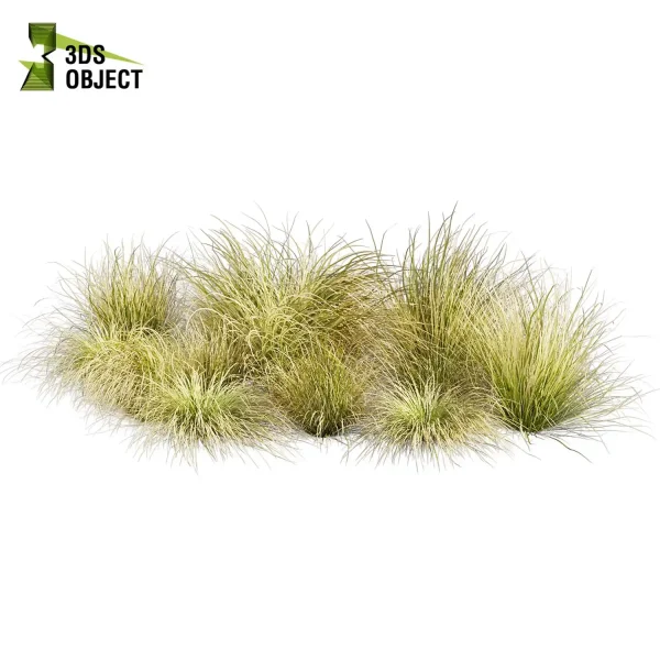 3d grass carex comans pampas autumnalis plant models botanical Visualization Landscape Foliage Vegetation buy purchase Rendering Environment tree Design high low poly switchgrass northwind 3D architectural visualization cinema 4d 3ds max blender enscpae fbx obj Rhino Sketchup lumion