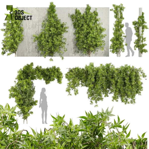 3d vertical ipomoea lobata ivy creeping fitowall plant models botanical Visualization Landscape Foliage Vegetation buy purchase Rendering Environment tree Design high poly Bush fern palm banana corton planter pot greenhouse balcony decorative cinema 4d 3ds max blender enscpae fbx obj Rhino Sketchup lumion