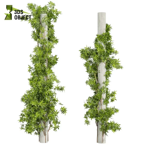 3d vertical ipomoea lobata ivy creeping fitowall plant models botanical Visualization Landscape Foliage Vegetation buy purchase Rendering Environment tree Design high poly Bush fern palm banana corton planter pot greenhouse balcony decorative cinema 4d 3ds max blender enscpae fbx obj Rhino Sketchup lumion