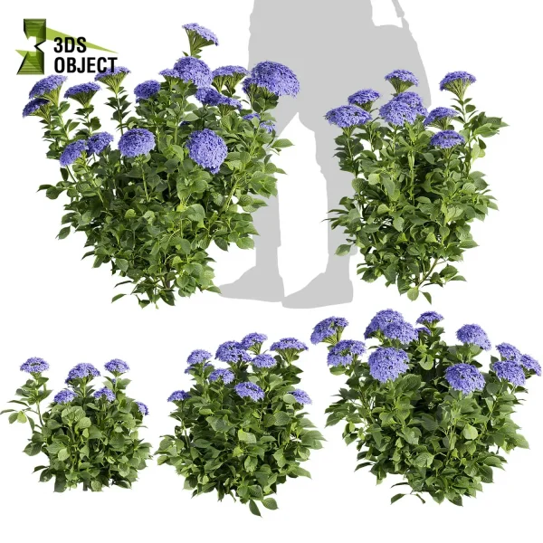 3d bush pittosporum hosmerit plant models botanical Visualization Landscape Foliage Vegetation buy purchase Rendering Environment tree hydrangea macrophylla Design high low poly greenhouse balcony decorative hamedorea 3D architectural visualization cinema 4d 3ds max blender enscpae fbx obj Rhino Sketchup lumion