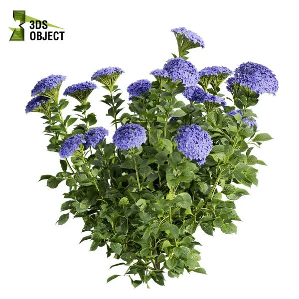 3d bush pittosporum hosmerit plant models botanical Visualization Landscape Foliage Vegetation buy purchase Rendering Environment tree hydrangea macrophylla Design high low poly greenhouse balcony decorative hamedorea 3D architectural visualization cinema 4d 3ds max blender enscpae fbx obj Rhino Sketchup lumion