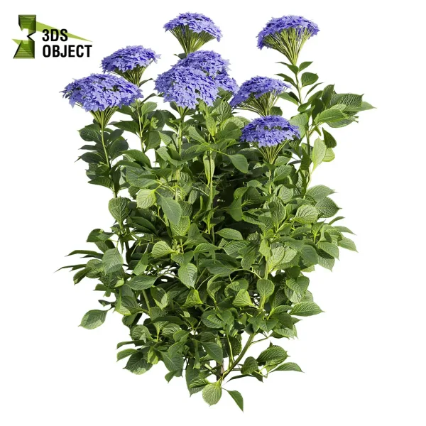 3d bush pittosporum hosmerit plant models botanical Visualization Landscape Foliage Vegetation buy purchase Rendering Environment tree hydrangea macrophylla Design high low poly greenhouse balcony decorative hamedorea 3D architectural visualization cinema 4d 3ds max blender enscpae fbx obj Rhino Sketchup lumion