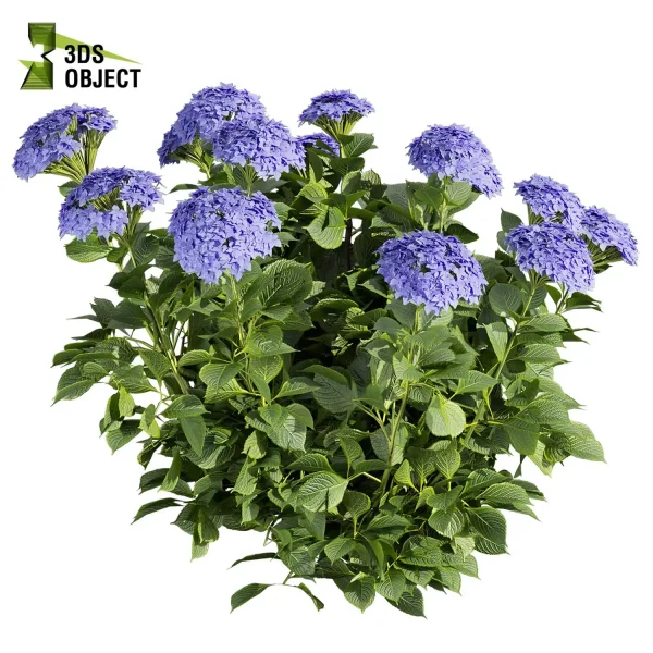 3d bush pittosporum hosmerit plant models botanical Visualization Landscape Foliage Vegetation buy purchase Rendering Environment tree hydrangea macrophylla Design high low poly greenhouse balcony decorative hamedorea 3D architectural visualization cinema 4d 3ds max blender enscpae fbx obj Rhino Sketchup lumion