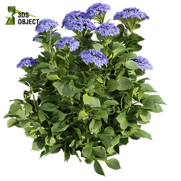 3d bush pittosporum hosmerit plant models botanical Visualization Landscape Foliage Vegetation buy purchase Rendering Environment tree hydrangea macrophylla Design high low poly greenhouse balcony decorative hamedorea 3D architectural visualization cinema 4d 3ds max blender enscpae fbx obj Rhino Sketchup lumion