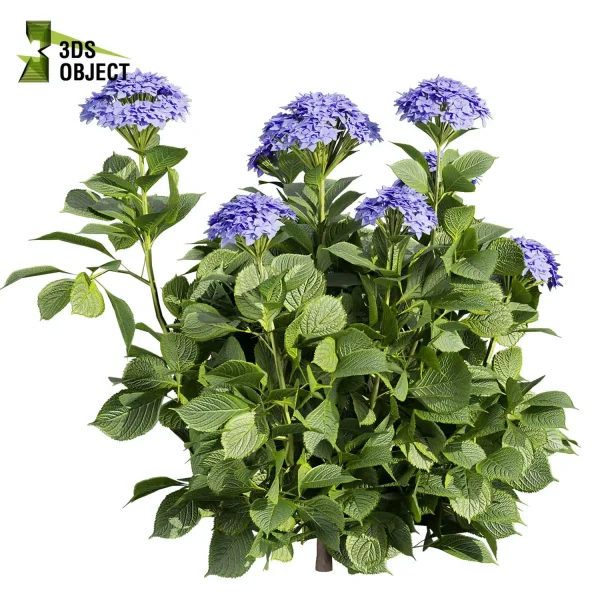 3d bush pittosporum hosmerit plant models botanical Visualization Landscape Foliage Vegetation buy purchase Rendering Environment tree hydrangea macrophylla Design high low poly greenhouse balcony decorative hamedorea 3D architectural visualization cinema 4d 3ds max blender enscpae fbx obj Rhino Sketchup lumion