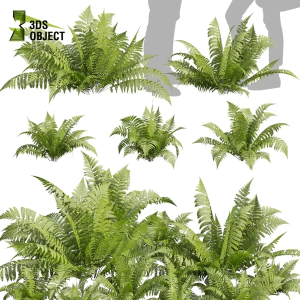 3d bush plant models botanical Visualization Landscape Foliage Vegetation buy purchase Rendering Environment tree hydrangea macrophylla Design high low poly greenhouse balcony decorative hamedorea 3D architectural visualization cinema 4d 3ds max blender enscpae fbx obj Rhino Sketchup lumion lady ferns