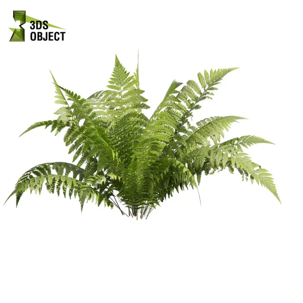 3d bush plant models botanical Visualization Landscape Foliage Vegetation buy purchase Rendering Environment tree hydrangea macrophylla Design high low poly greenhouse balcony decorative hamedorea 3D architectural visualization cinema 4d 3ds max blender enscpae fbx obj Rhino Sketchup lumion lady ferns