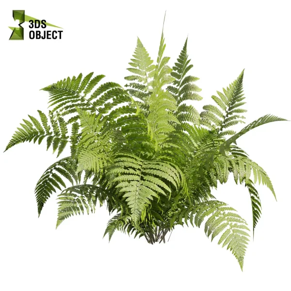 3d bush plant models botanical Visualization Landscape Foliage Vegetation buy purchase Rendering Environment tree hydrangea macrophylla Design high low poly greenhouse balcony decorative hamedorea 3D architectural visualization cinema 4d 3ds max blender enscpae fbx obj Rhino Sketchup lumion lady ferns