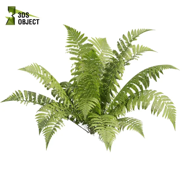 3d bush plant models botanical Visualization Landscape Foliage Vegetation buy purchase Rendering Environment tree hydrangea macrophylla Design high low poly greenhouse balcony decorative hamedorea 3D architectural visualization cinema 4d 3ds max blender enscpae fbx obj Rhino Sketchup lumion lady ferns