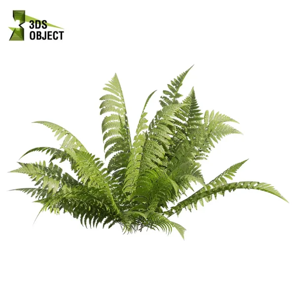 3d bush plant models botanical Visualization Landscape Foliage Vegetation buy purchase Rendering Environment tree hydrangea macrophylla Design high low poly greenhouse balcony decorative hamedorea 3D architectural visualization cinema 4d 3ds max blender enscpae fbx obj Rhino Sketchup lumion lady ferns