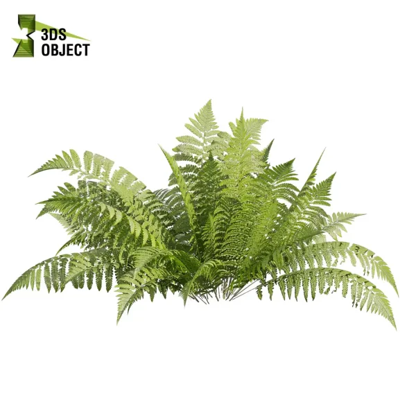 3d bush plant models botanical Visualization Landscape Foliage Vegetation buy purchase Rendering Environment tree hydrangea macrophylla Design high low poly greenhouse balcony decorative hamedorea 3D architectural visualization cinema 4d 3ds max blender enscpae fbx obj Rhino Sketchup lumion lady ferns