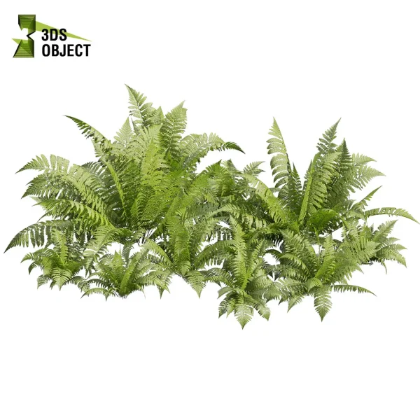 3d bush plant models botanical Visualization Landscape Foliage Vegetation buy purchase Rendering Environment tree hydrangea macrophylla Design high low poly greenhouse balcony decorative hamedorea 3D architectural visualization cinema 4d 3ds max blender enscpae fbx obj Rhino Sketchup lumion lady ferns