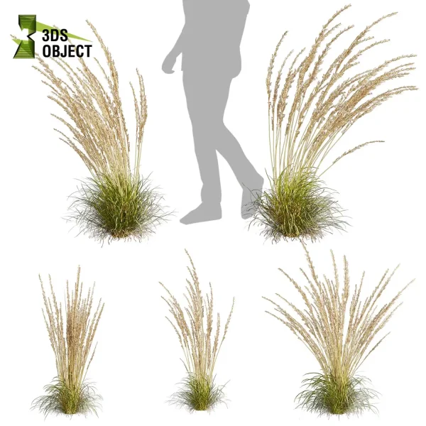 3d grass carex comans pampas autumnalis plant models botanical Visualization Landscape Foliage Vegetation buy purchase Rendering Environment tree Design high low poly switchgrass northwind 3D architectural visualization cinema 4d 3ds max blender enscpae fbx obj Rhino Sketchup lumion