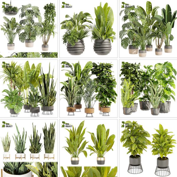 3d box tree bundle pot low poly environment plant models botanical Visualization Landscape Foliage Vegetation buy purchase Rendering tree Design dried flower high low poly cinema 4d 3ds max blender enscpae fbx obj Rhino Sketchup lumion grass bush bench Monstera, bush, grass, peace lily Plant Simulation Virtual Botany Ecological Simulation Digital Horticulture