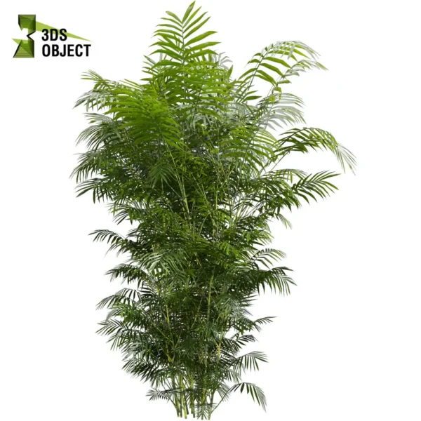 3d bush plant models botanical Visualization Landscape Foliage Vegetation buy purchase Rendering Environment tree Design high low poly greenhouse balcony decorative hamedorea 3D architectural visualization cinema 4d 3ds max blender enscpae fbx obj Rhino Sketchup lumion Bush Chamaedorea Seifrizii bamboo