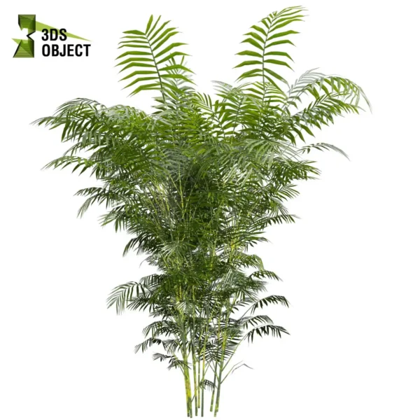 3d bush plant models botanical Visualization Landscape Foliage Vegetation buy purchase Rendering Environment tree Design high low poly greenhouse balcony decorative hamedorea 3D architectural visualization cinema 4d 3ds max blender enscpae fbx obj Rhino Sketchup lumion Bush Chamaedorea Seifrizii bamboo