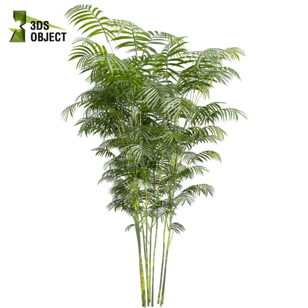 3d bush plant models botanical Visualization Landscape Foliage Vegetation buy purchase Rendering Environment tree Design high low poly greenhouse balcony decorative hamedorea 3D architectural visualization cinema 4d 3ds max blender enscpae fbx obj Rhino Sketchup lumion Bush Chamaedorea Seifrizii bamboo