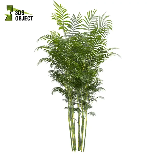 3d bush plant models botanical Visualization Landscape Foliage Vegetation buy purchase Rendering Environment tree Design high low poly greenhouse balcony decorative hamedorea 3D architectural visualization cinema 4d 3ds max blender enscpae fbx obj Rhino Sketchup lumion Bush Chamaedorea Seifrizii bamboo