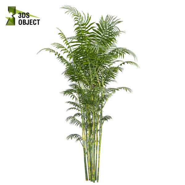 3d bush plant models botanical Visualization Landscape Foliage Vegetation buy purchase Rendering Environment tree Design high low poly greenhouse balcony decorative hamedorea 3D architectural visualization cinema 4d 3ds max blender enscpae fbx obj Rhino Sketchup lumion Bush Chamaedorea Seifrizii bamboo
