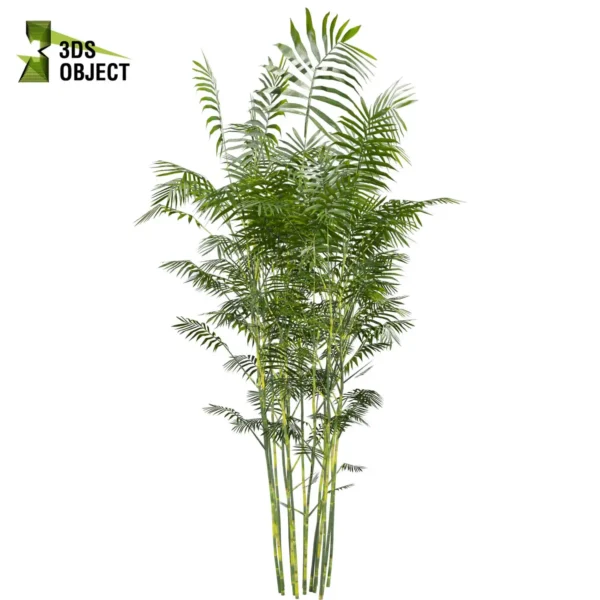 3d bush plant models botanical Visualization Landscape Foliage Vegetation buy purchase Rendering Environment tree Design high low poly greenhouse balcony decorative hamedorea 3D architectural visualization cinema 4d 3ds max blender enscpae fbx obj Rhino Sketchup lumion Bush Chamaedorea Seifrizii bamboo
