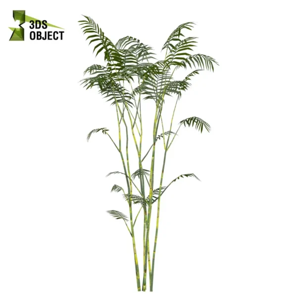 3d bush plant models botanical Visualization Landscape Foliage Vegetation buy purchase Rendering Environment tree Design high low poly greenhouse balcony decorative hamedorea 3D architectural visualization cinema 4d 3ds max blender enscpae fbx obj Rhino Sketchup lumion Bush Chamaedorea Seifrizii bamboo