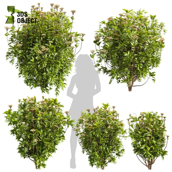 3d bush plant models botanical Visualization Landscape Foliage Vegetation buy purchase Rendering Environment tree Design high low poly greenhouse balcony decorative hamedorea 3D architectural visualization cinema 4d 3ds max blender enscpae fbx obj Rhino Sketchup lumion Bush Viburnum Tinus shurb