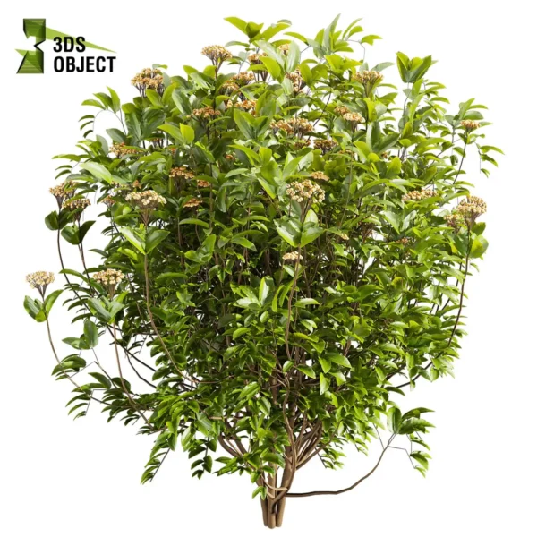 High poly Viburnum Tinus 3D Model