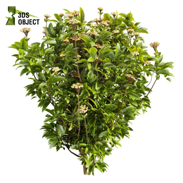 Viburnum Tinus 3D Bush Model download