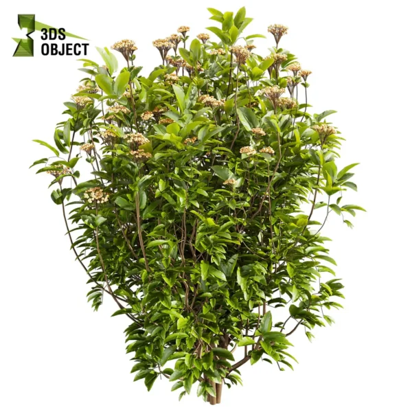 Viburnum Tinus 3D Bush Model