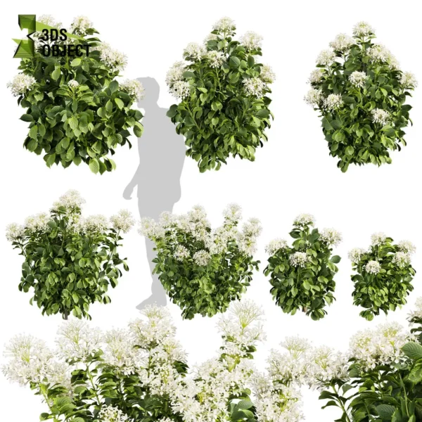 3d bush plant models botanical Visualization Landscape Foliage Vegetation buy purchase Rendering Environment tree Design high low poly greenhouse balcony decorative hamedorea 3D architectural visualization cinema 4d 3ds max blender enscpae fbx obj Rhino Sketchup lumion Bush shurb Hydrangea Great Star