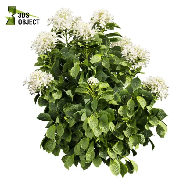 3d bush plant models botanical Visualization Landscape Foliage Vegetation buy purchase Rendering Environment tree Design high low poly greenhouse balcony decorative hamedorea 3D architectural visualization cinema 4d 3ds max blender enscpae fbx obj Rhino Sketchup lumion Bush shurb Hydrangea Great Star