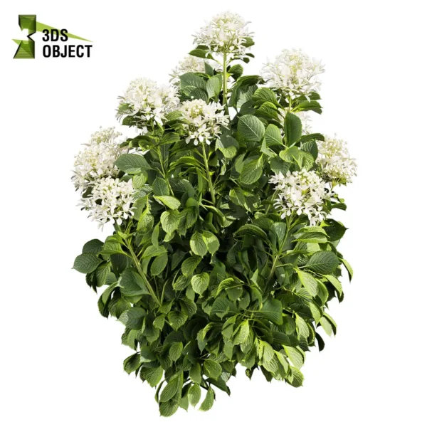 3d bush plant models botanical Visualization Landscape Foliage Vegetation buy purchase Rendering Environment tree Design high low poly greenhouse balcony decorative hamedorea 3D architectural visualization cinema 4d 3ds max blender enscpae fbx obj Rhino Sketchup lumion Bush shurb Hydrangea Great Star