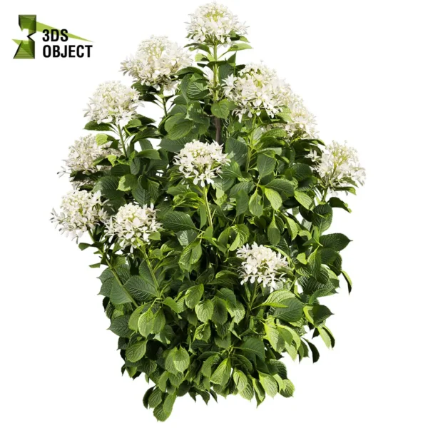 3d bush plant models botanical Visualization Landscape Foliage Vegetation buy purchase Rendering Environment tree Design high low poly greenhouse balcony decorative hamedorea 3D architectural visualization cinema 4d 3ds max blender enscpae fbx obj Rhino Sketchup lumion Bush shurb Hydrangea Great Star