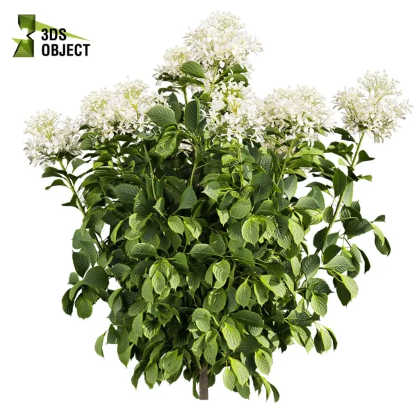 3d bush plant models botanical Visualization Landscape Foliage Vegetation buy purchase Rendering Environment tree Design high low poly greenhouse balcony decorative hamedorea 3D architectural visualization cinema 4d 3ds max blender enscpae fbx obj Rhino Sketchup lumion Bush shurb Hydrangea Great Star