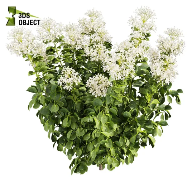3d bush plant models botanical Visualization Landscape Foliage Vegetation buy purchase Rendering Environment tree Design high low poly greenhouse balcony decorative hamedorea 3D architectural visualization cinema 4d 3ds max blender enscpae fbx obj Rhino Sketchup lumion Bush shurb Hydrangea Great Star