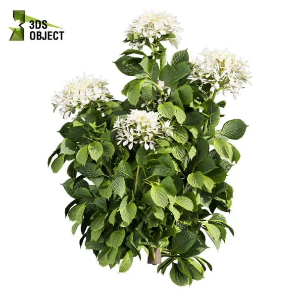 3d bush plant models botanical Visualization Landscape Foliage Vegetation buy purchase Rendering Environment tree Design high low poly greenhouse balcony decorative hamedorea 3D architectural visualization cinema 4d 3ds max blender enscpae fbx obj Rhino Sketchup lumion Bush shurb Hydrangea Great Star