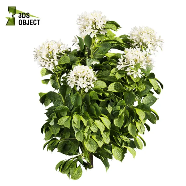 3d bush plant models botanical Visualization Landscape Foliage Vegetation buy purchase Rendering Environment tree Design high low poly greenhouse balcony decorative hamedorea 3D architectural visualization cinema 4d 3ds max blender enscpae fbx obj Rhino Sketchup lumion Bush shurb Hydrangea Great Star