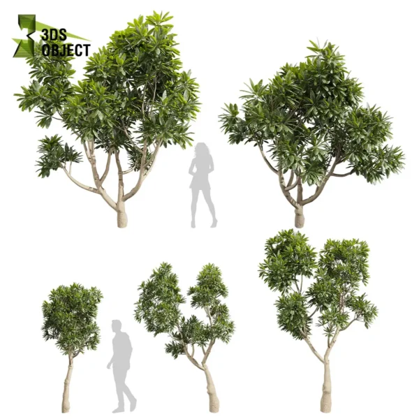 3d bush plant models botanical Visualization Landscape Foliage Vegetation buy purchase Rendering Environment tree Design high low poly greenhouse balcony decorative hamedorea 3D architectural visualization cinema 4d 3ds max blender enscpae fbx obj Rhino Sketchup lumion plumeria obtusa