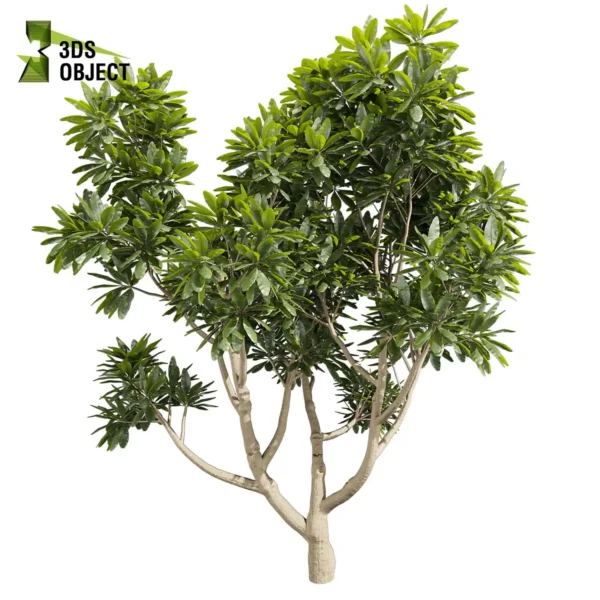 3d bush plant models botanical Visualization Landscape Foliage Vegetation buy purchase Rendering Environment tree Design high low poly greenhouse balcony decorative hamedorea 3D architectural visualization cinema 4d 3ds max blender enscpae fbx obj Rhino Sketchup lumion plumeria obtusa
