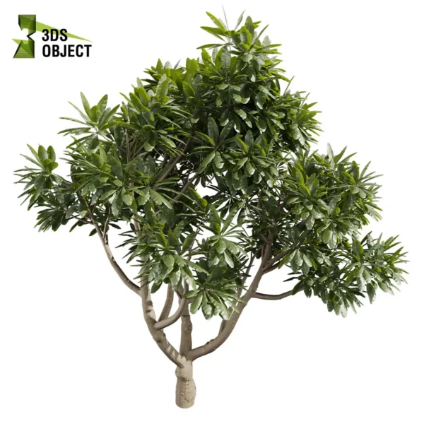 Plumeria Obtusa 3D Tree Model