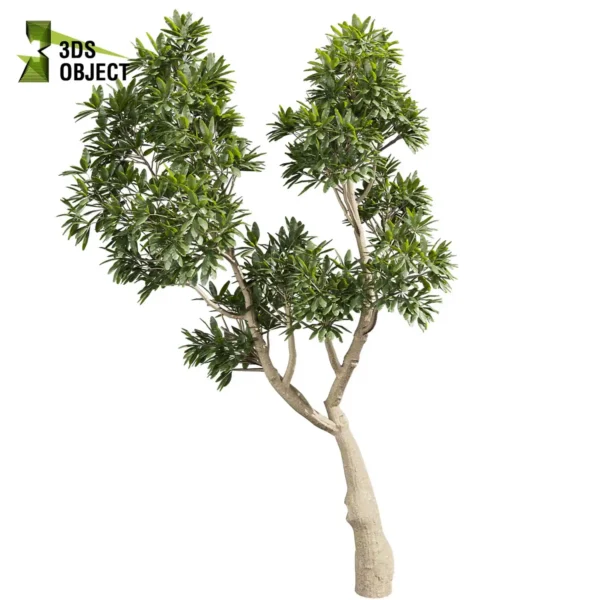 Plumeria obtusa 3D tree model Collection