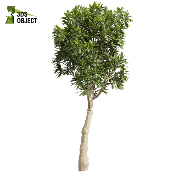 Full 3D model of Plumeria Obtusa