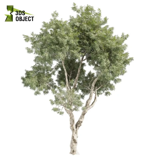 3d bush plant models botanical Visualization Landscape Foliage Vegetation buy purchase Rendering Environment tree Design high low poly greenhouse balcony decorative hamedorea 3D architectural visualization cinema 4d 3ds max blender enscpae fbx obj Rhino Sketchup lumion Eucalyptus Pauciflora