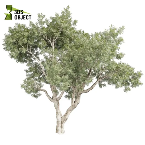 3d bush plant models botanical Visualization Landscape Foliage Vegetation buy purchase Rendering Environment tree Design high low poly greenhouse balcony decorative hamedorea 3D architectural visualization cinema 4d 3ds max blender enscpae fbx obj Rhino Sketchup lumion Eucalyptus Pauciflora